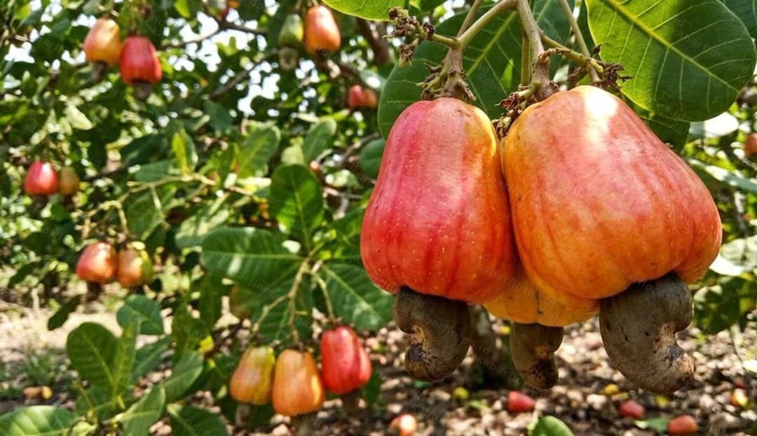 5 Hektar Tanaman Jambu Mete di Ende Rusak Diguncang Gempa Flores