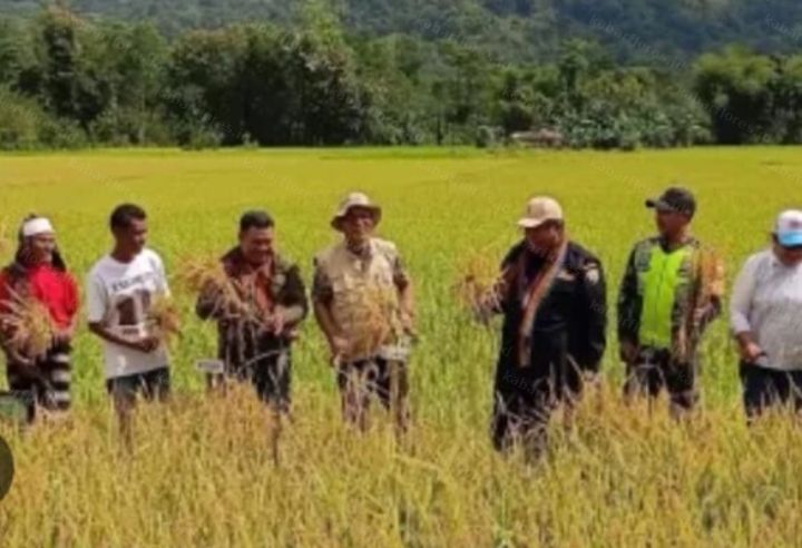 Kadis Pertanian Ende Pastikan Kemarau Panjang Tak Ganggu Produksi Padi Lahan Irigasi