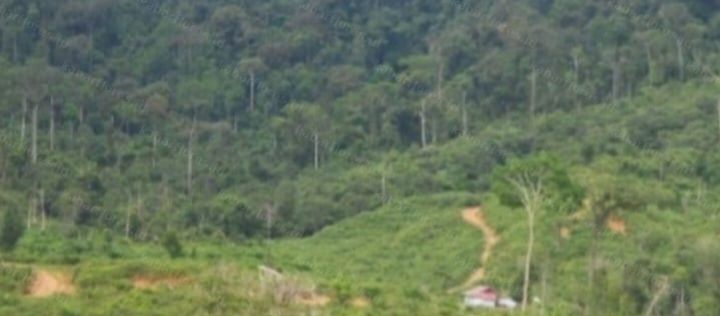 AMAN Dorong Pemerintah Selesaikan Status Hutan Produksi Nuabosi di Ende